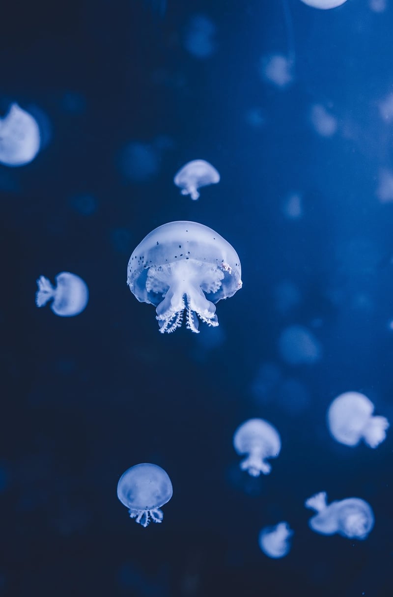 Underwater Expeditions
